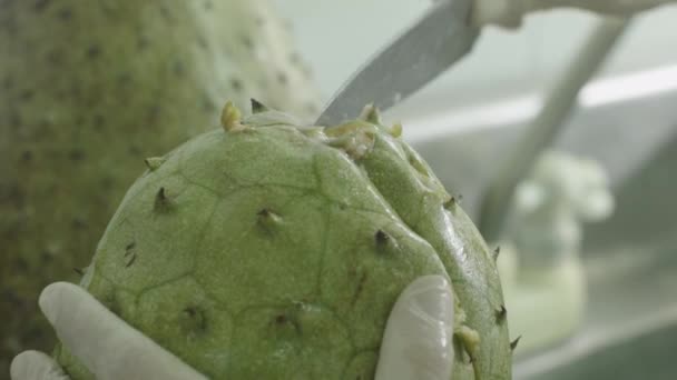 Soursop Hand Peeling Closeup Fruit Processs — Stockvideo