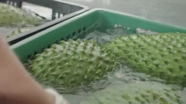 Fresh Soursop Cleaning Process Pulp Factory — Stockvideo