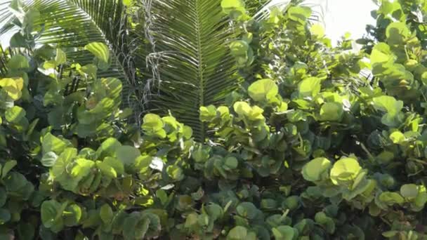 Close Green Shrub Foliage Palm Leaves Background Insects Flying — Video