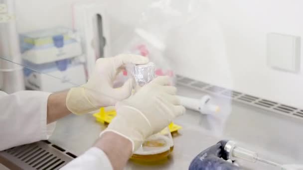 Scientist Prepares Specimen Fluids Laboratory — Video