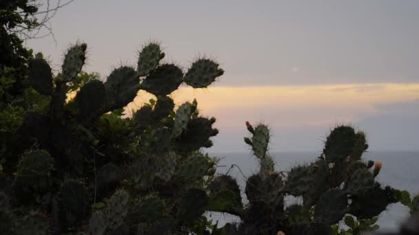 Medium Fixed Shot Prickly Pear Cactus Ocean Overcast Sky Background — Vídeo de Stock
