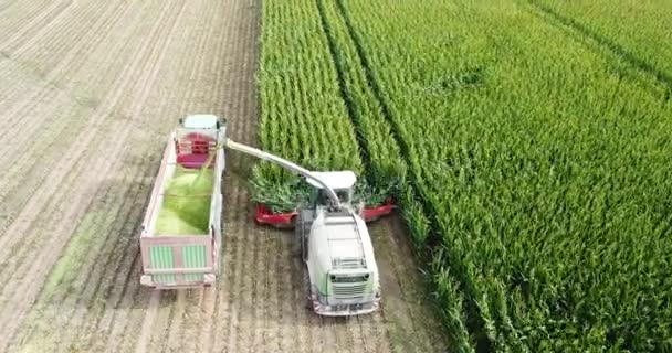 Cornfield Being Harvested Machine — Vídeo de stock