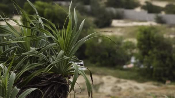 Wild Aloe Plant Outdoors Blowing Gently Wind Fixed Still Shot — Wideo stockowe
