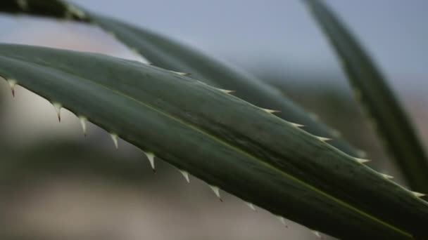 Sharp Needles Cactus Plant Windy Day Close Shot — Vídeo de Stock