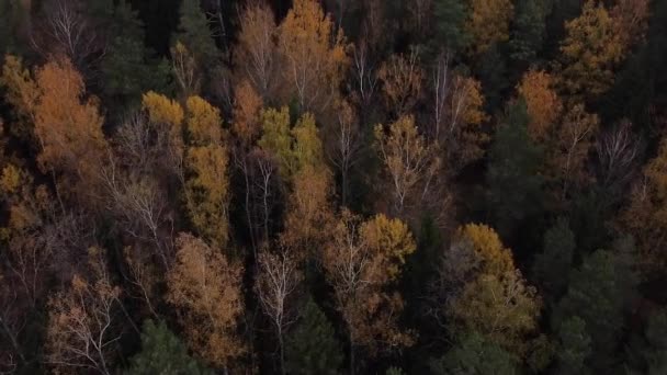 Aerial Drone View Colourful Dark Forest Ogres Zilie Kalni National — Vídeo de Stock