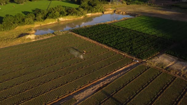 Person Hand Sprayer Walks Arable Fields Water Entire Field Golden — Stockvideo