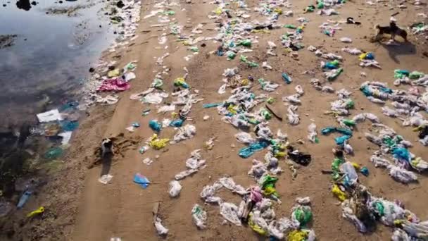 Aerial Flying Super Polluted Beach North Vinh Dogs Sand Vietnam — Stock videók