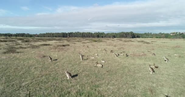 Smooth Pan Left Showing Mob Kangaroos Open Grassland — Vídeos de Stock
