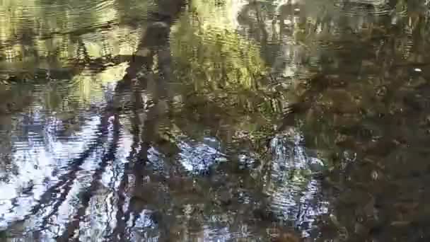 Clear Shallow Waters Still Meadow Stones Surface Water Striders Insects — Stockvideo