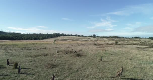 Group Kangroos Open Grasslands Feeding Hanging Hot Australian Sun — Vídeo de Stock