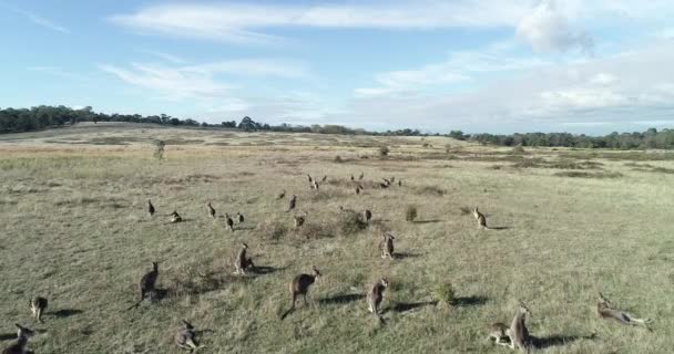 Mob Kangaroos Watching Drone Fly Open Grass Fields Curiosity — Wideo stockowe