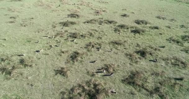 Aerial Orbit Mob Kangaroos Eating Grass Plains — 图库视频影像
