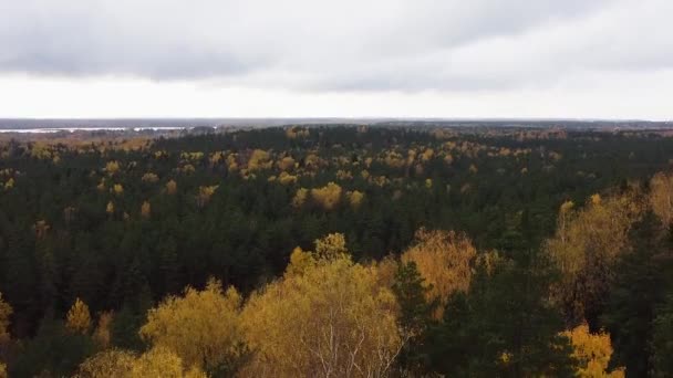Rising Drone Aerial Thick Mixed Forest Autumn Recorded Latvia Northern — Stok video