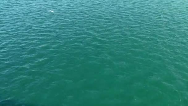 Time Lapse Calm Green Sea Waters Port Seagull Flies Getting — Vídeos de Stock