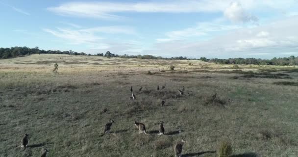 Smooth Approach Kangaroos Grazing Open Grasslands — ストック動画