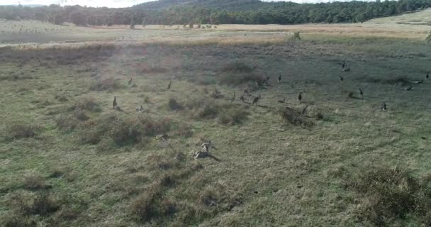 Lumière Soleil Brise Sur Foule Kangourous Comme Rebondit Dans Cadre — Video