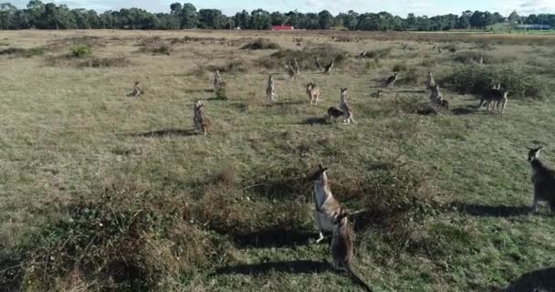 Kangaroos Standing Tall Proud Looking Grassland Busy Australian Highway Background — Vídeos de Stock