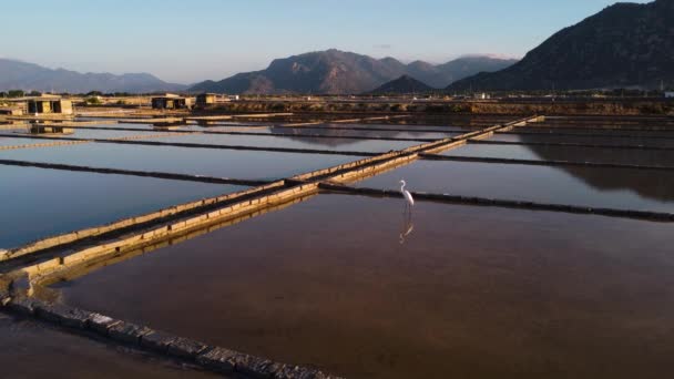 White Heron Perched Salt Fields Vietnam Aerial Static — 图库视频影像