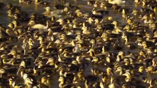 Close Shot Showing Extreme Crowd Chicken Babies Swimming Salt Lake — Wideo stockowe