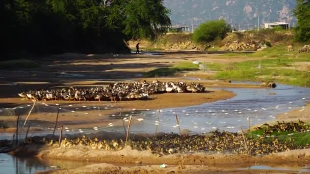 Viele Erwachsene Enten Und Entchen Füttern Den Hof Luftstatik — Stockvideo