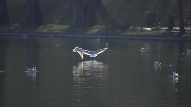 Seagulls City Park Cold Autumn Day Lake Park Seagulls Swim — Stockvideo