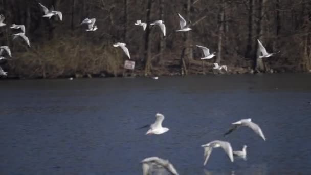 Seagulls City Park Cold Autumn Day Lake Park Seagulls Swim — Wideo stockowe
