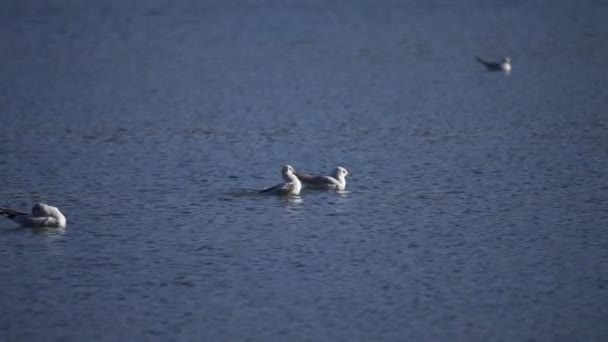 Seagulls City Park Cold Autumn Day Lake Park Seagulls Swim — Stock video