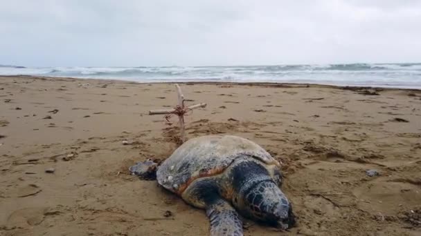 Look Morla Turtle Dead 100 Years Beach Dramatic Clouds Sky — Stockvideo