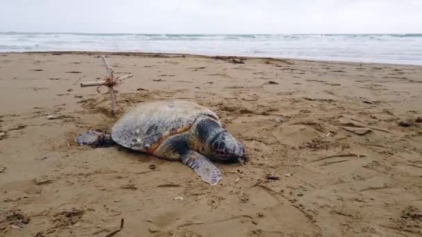 Дуже Сумно Ніколи Бачив Мертвої Черепахи Якій 100 Років Пляжі — стокове відео