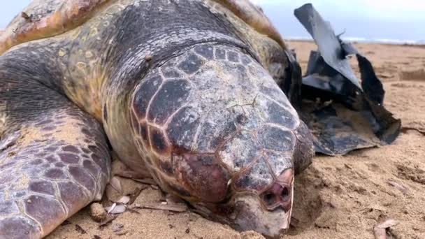 Close Footage Big Dead Turtle Sandy Beach Pollution Plastic Sea — Stockvideo