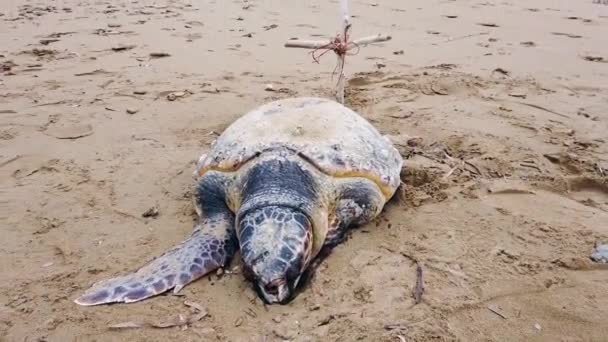 Unbelievable Close Footage Big Dead Turtle Sandy Beach Dramatic Clouds — Stockvideo