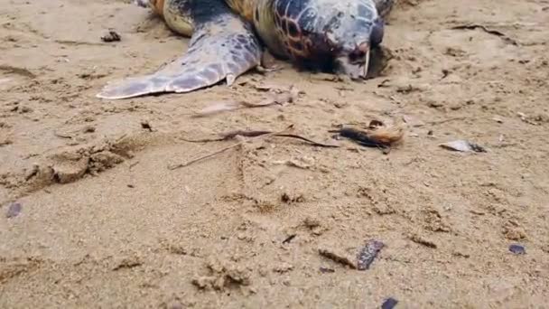 Doggy Cam Close Footage Big Dead Turtle Sandy Beach Dramatic — Vídeo de stock