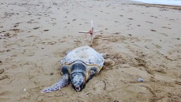 Dramatic Close Footage Big Dead Turtle Sandy Beach Dramatic Clouds — Vídeo de stock
