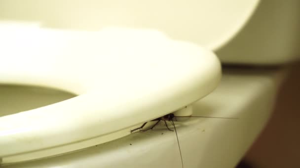 Kakkerlak Verpletterd Door Rand Van Het Toilet Wiebelt Zijn Snorharen — Stockvideo