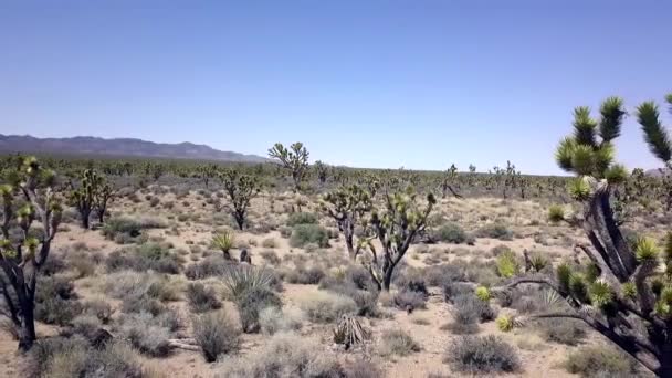 Cacti Trees Russian Thistle Fantastic Aerial View Flight Fly Backwards — Stok video
