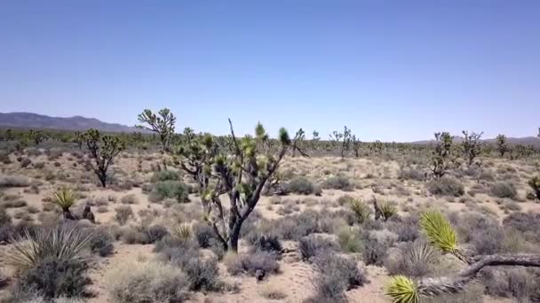 Cactus Tree Rolling Desert Bushes Kali Tragus Russian Thistle Dramatic — Vídeos de Stock