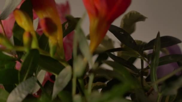 Flowers Leaves Turn Slowly — Αρχείο Βίντεο