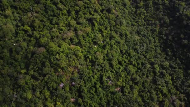 Tropisch Bos Nui Chua National Park Vietnam — Stockvideo