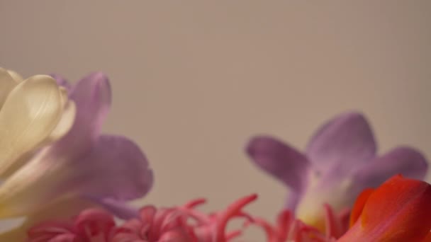 Colorful Flowers Turn Slowly — Vídeo de stock