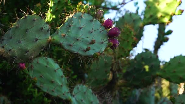 Close Static Shot Indian Fig Opuntia Fruits Swaying Wind — ストック動画