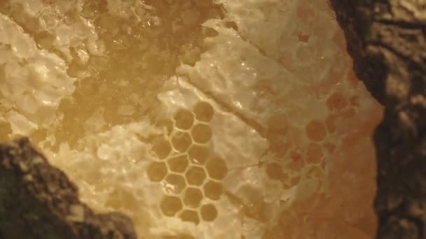 Honeycomb Dengan Korteks Berputar Sekitar — Stok Video