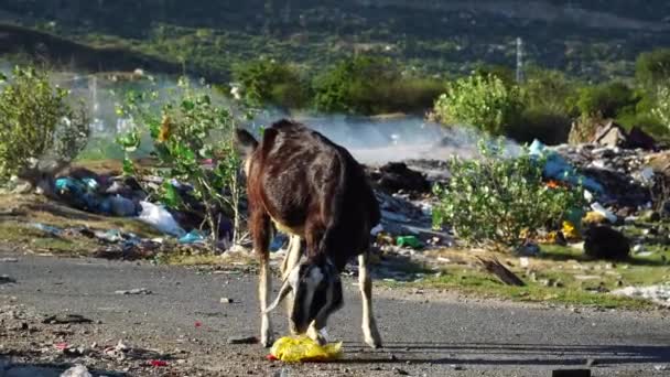 Κατσίκες Ψάχνουν Για Τροφή Μέσω Πλαστικών Απορριμμάτων Ρύπανσης Σκουπίδια Καίγονται — Αρχείο Βίντεο