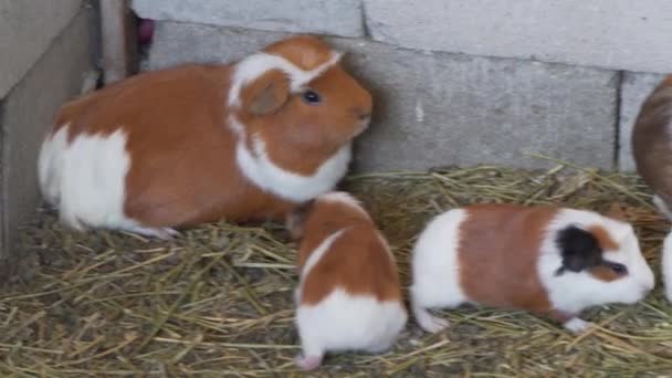 Peruvian Guinea Pigs Livestock Farm South America — Stock video