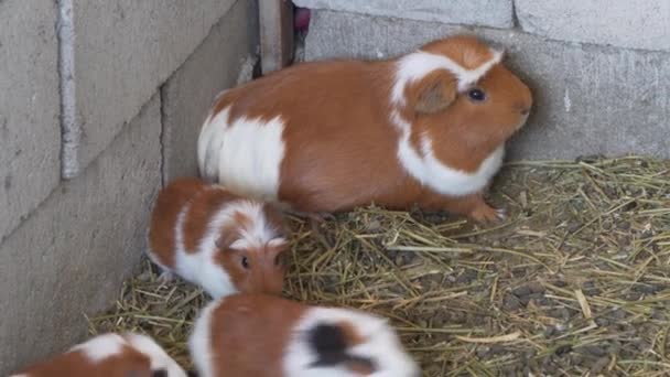 Guinea Pigs Babies Livestock Farming South America — Stockvideo