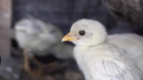 Крупним Планом Милий Дитина Чик Клітці Птахівництво Органічне Сільське Господарство — стокове відео
