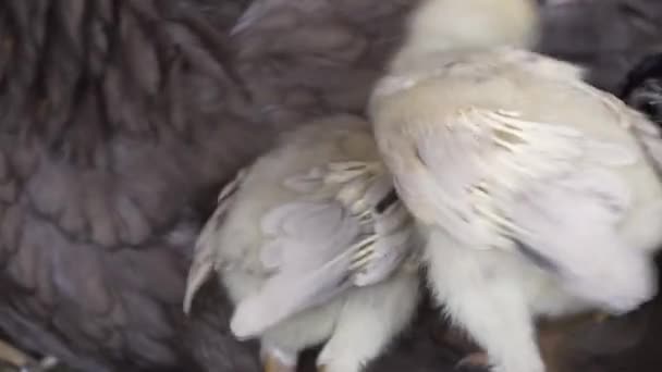 Curious Chicks Walking Chicken Cage Poultry Organic Farming — Stock video