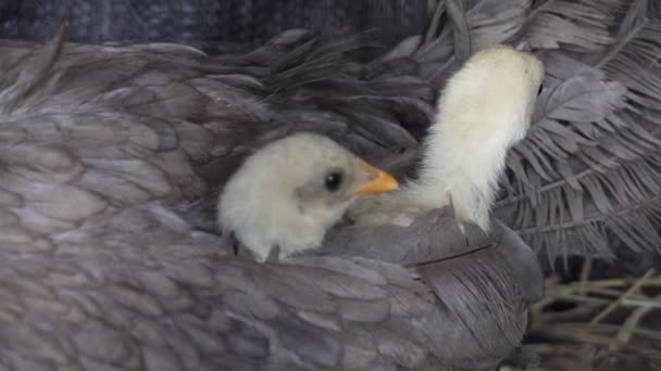 Cute Baby Chicks Pecking Mother Wing Poultry Farm — Stockvideo