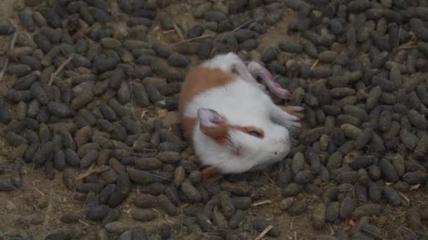 Sick Newborn Guinea Pig Laying Livestock Farm Unhealthy Baby — 图库视频影像