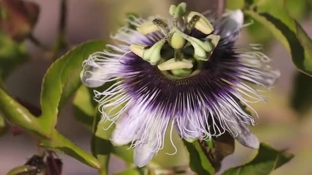 Gorgeous Passion Fruit Flower Swaying Wind Sunny Day — 图库视频影像