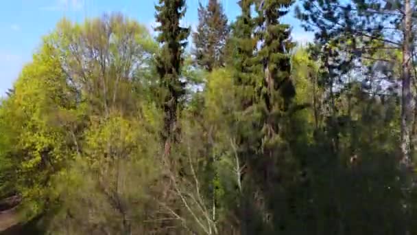 What Actually Woods Germany Daring Close Aerial View Flight Lift — Stock videók